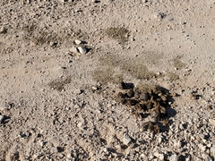 Equus asinus