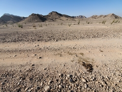 Equus asinus