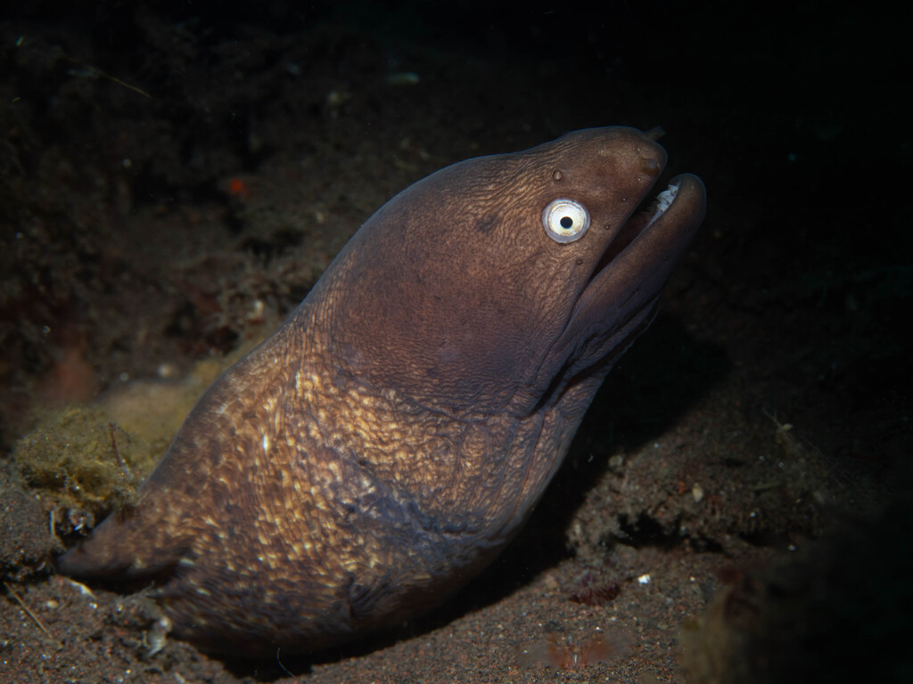 Freckled Moray (Gymnothorax thyrsoideus)