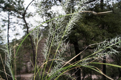 Muhlenbergia virescens