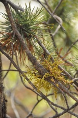 Arceuthobium americanum