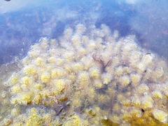 Sphagnum falcatulum
