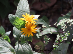 Lasianthaea macrocephala