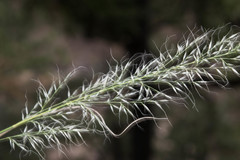Muhlenbergia virescens