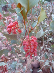 Grevillea wickhamii