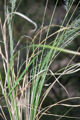 Muhlenbergia virescens