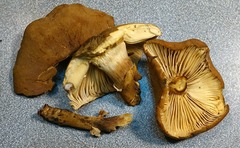Cystoderma carcharias fallax