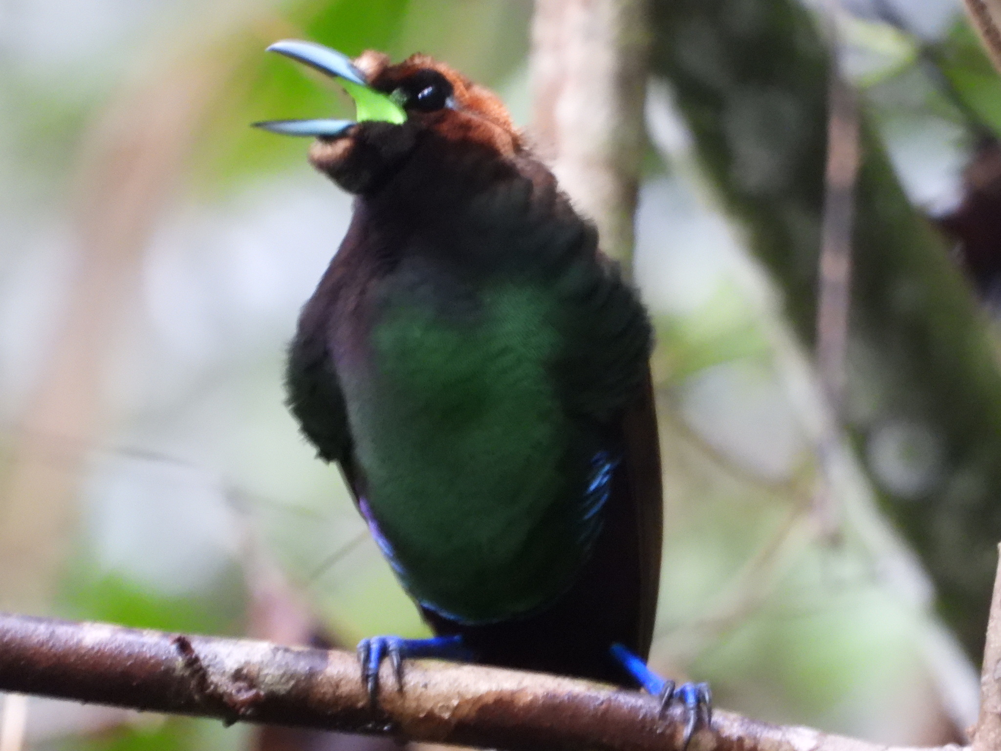 Magnificent Bird-of-paradise (Diphyllodes magnificus), photo 2