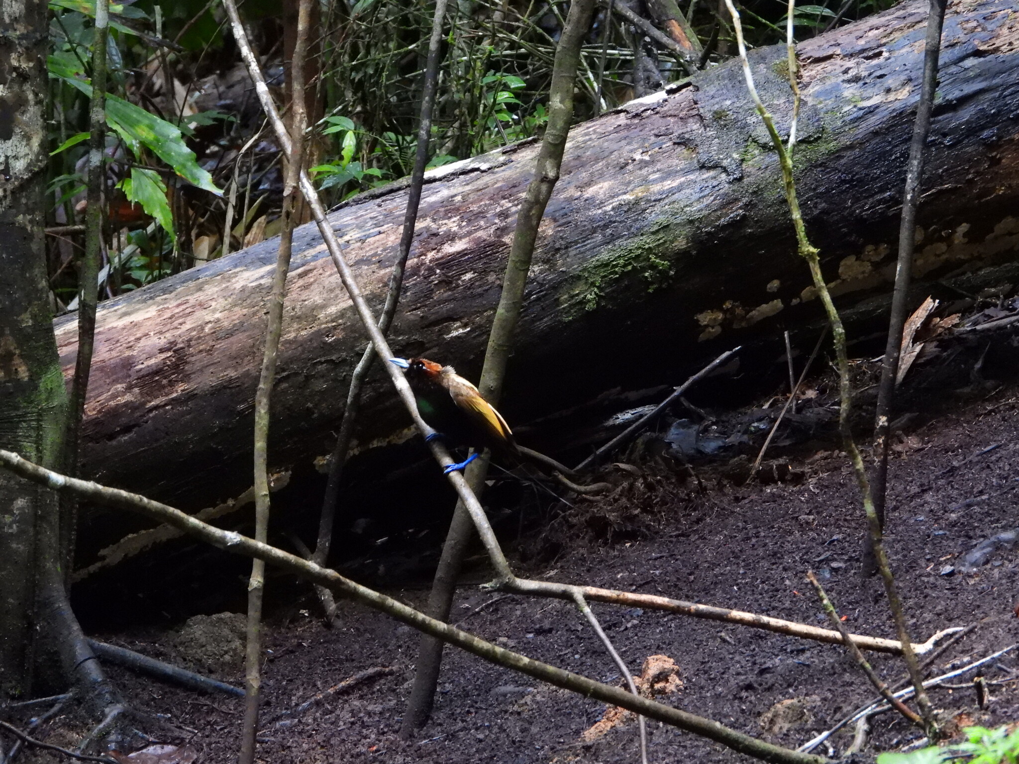 Magnificent Bird-of-paradise (Diphyllodes magnificus), photo 9