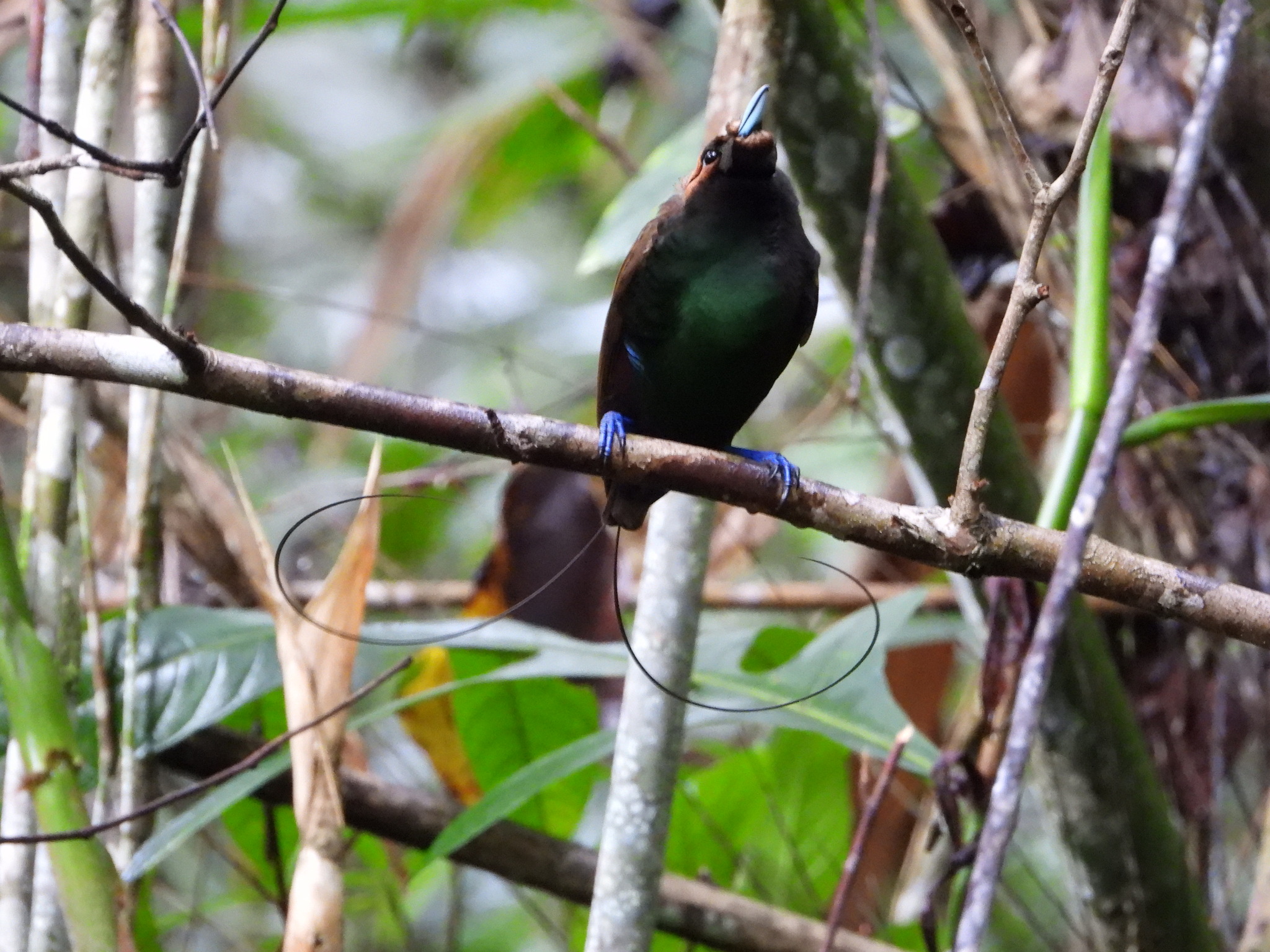 Magnificent Bird-of-paradise (Diphyllodes magnificus), photo 10