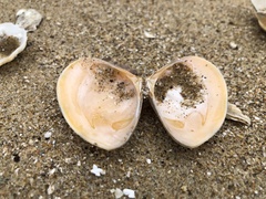 Macridiscus aequilatera