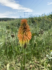 (c) Sunčana Bradley, some rights reserved (CC BY) Kniphofia linearifolia, photograph (c) Sunčana Bradley, some rights reserved (CC BY)
