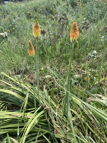 Kniphofia linearifolia, photograph 5