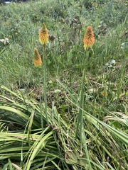 (c) Sunčana Bradley, some rights reserved (CC BY) Kniphofia linearifolia, photograph (c) Sunčana Bradley, some rights reserved (CC BY)