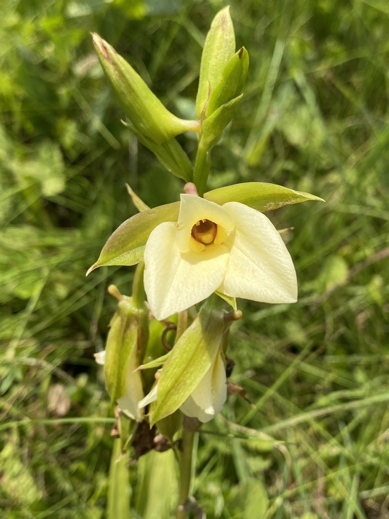 Eulophia parvilabris