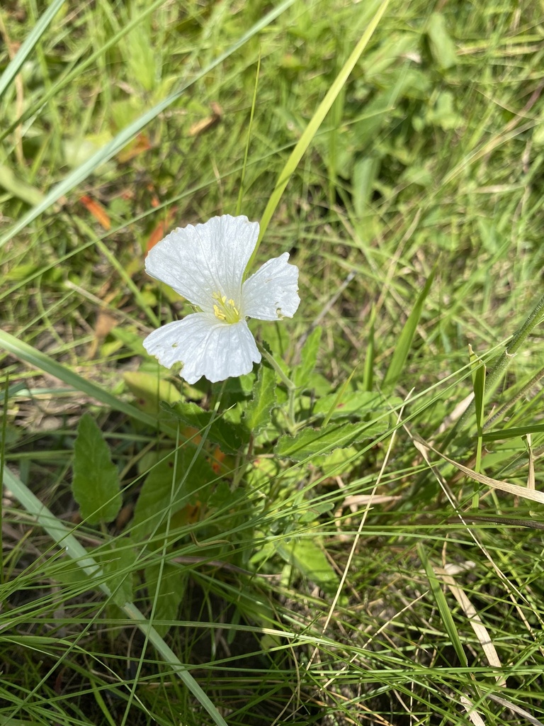 Monsonia praemorsa, P61, Harding, KwaZulu-Natal, ZA