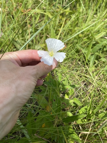 Monsonia praemorsa