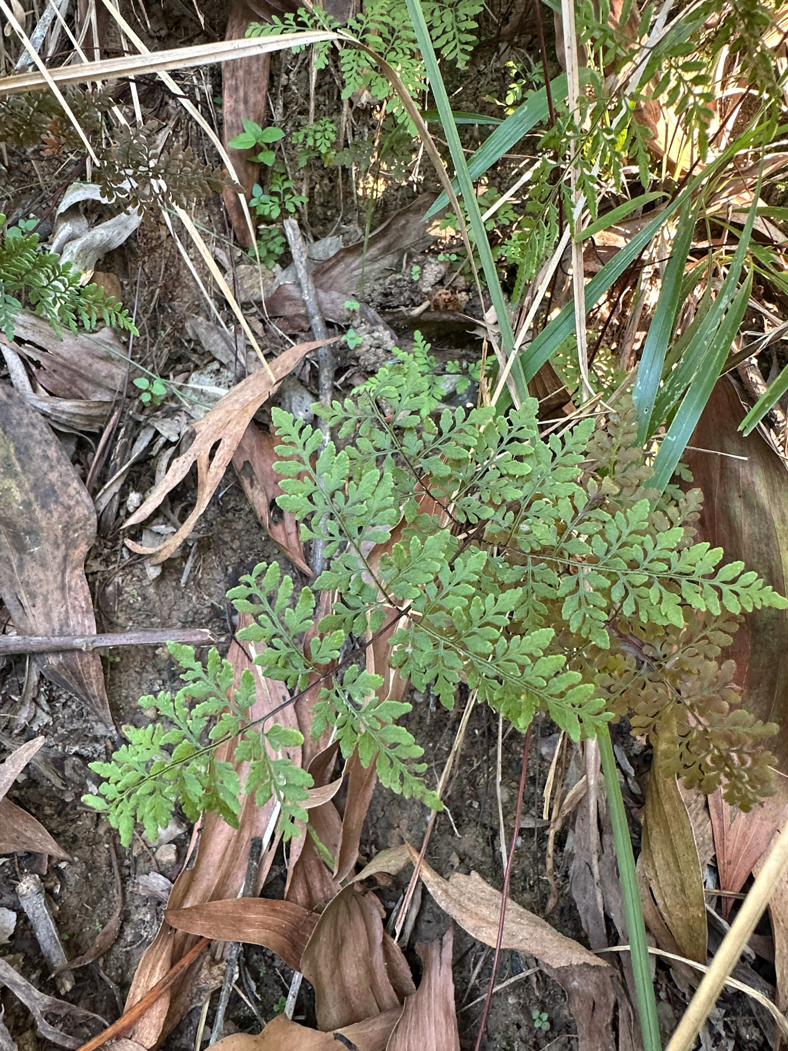 Cheilanthes tenuifolia (Cheilanthes tenuifolia)