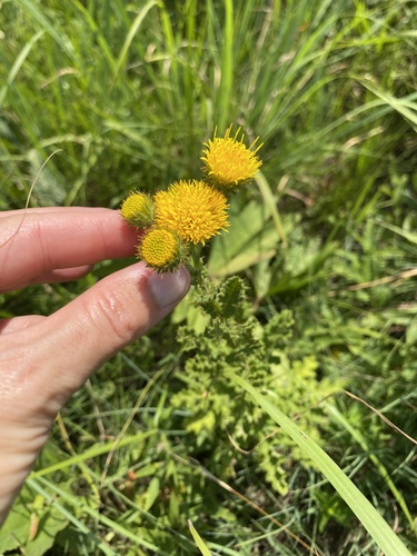 Hedgehog African Thistle (Berkheya echinacea)