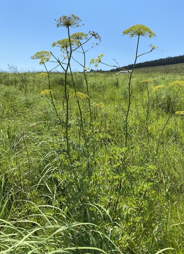 Common Blisterbush (Notobubon laevigatum)