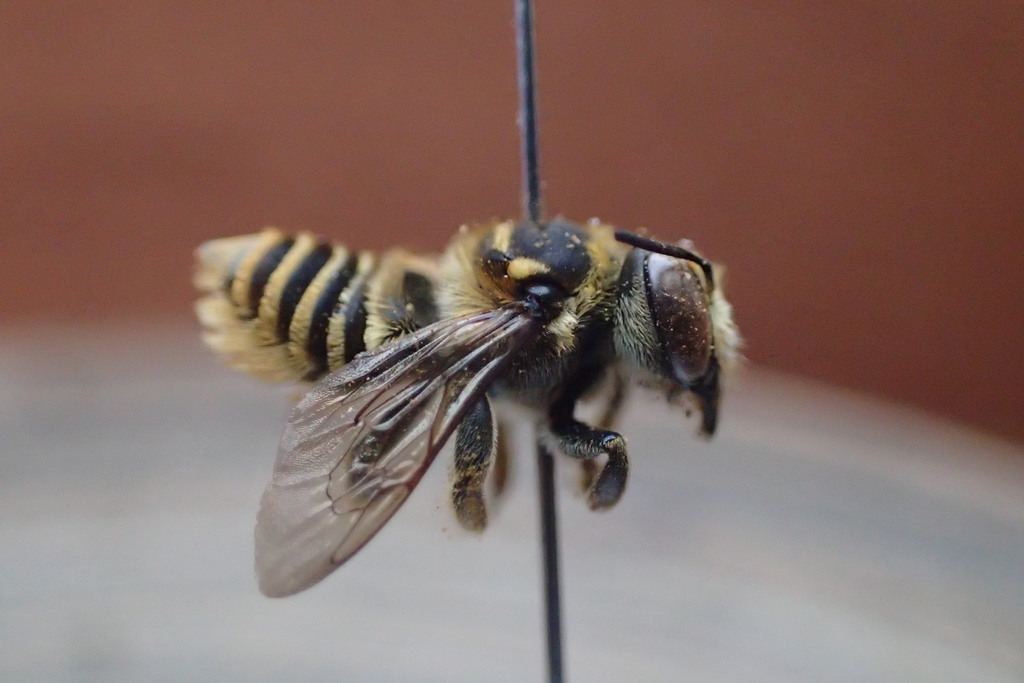 Megachile candida