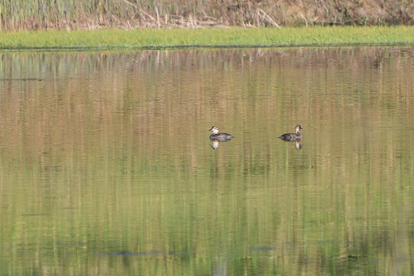 Masked Duck (Nomonyx dominicus), photo 3