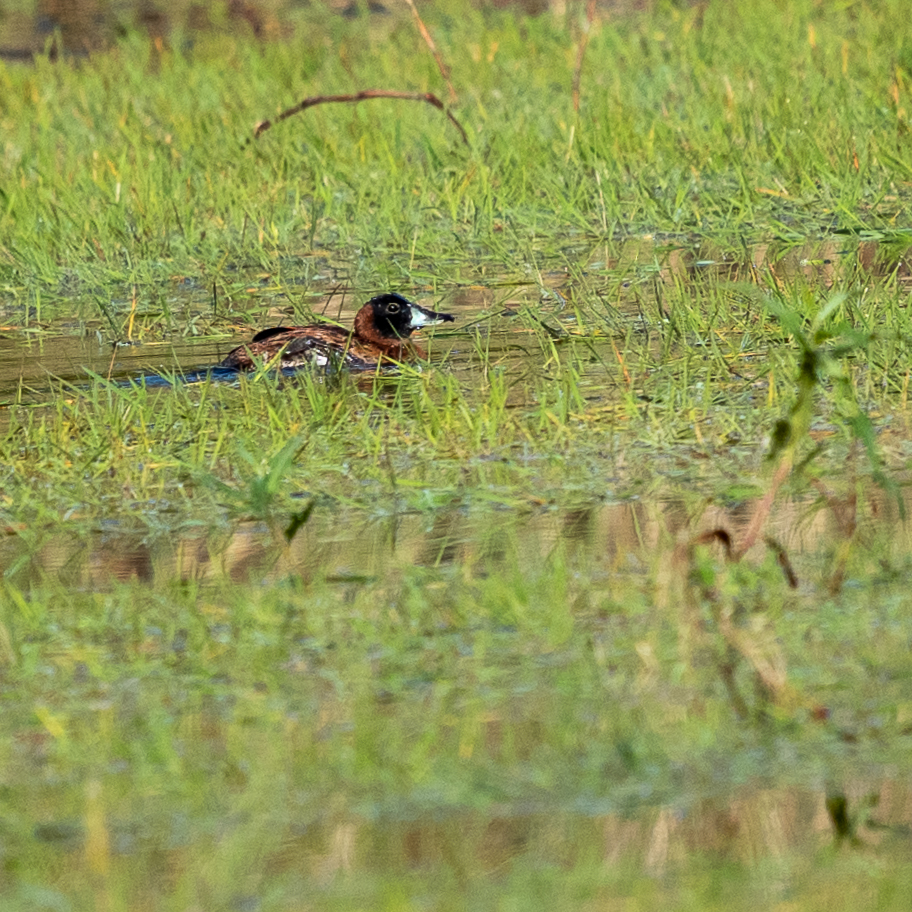 Masked Duck (Nomonyx dominicus), photo 1