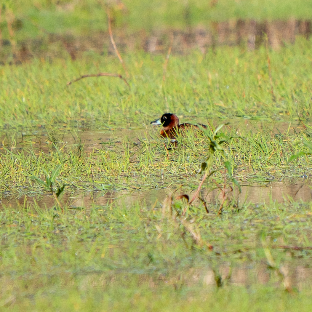 Masked Duck (Nomonyx dominicus), photo 2
