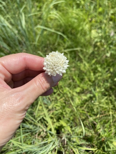 Cephalaria pungens (Cephalaria pungens)