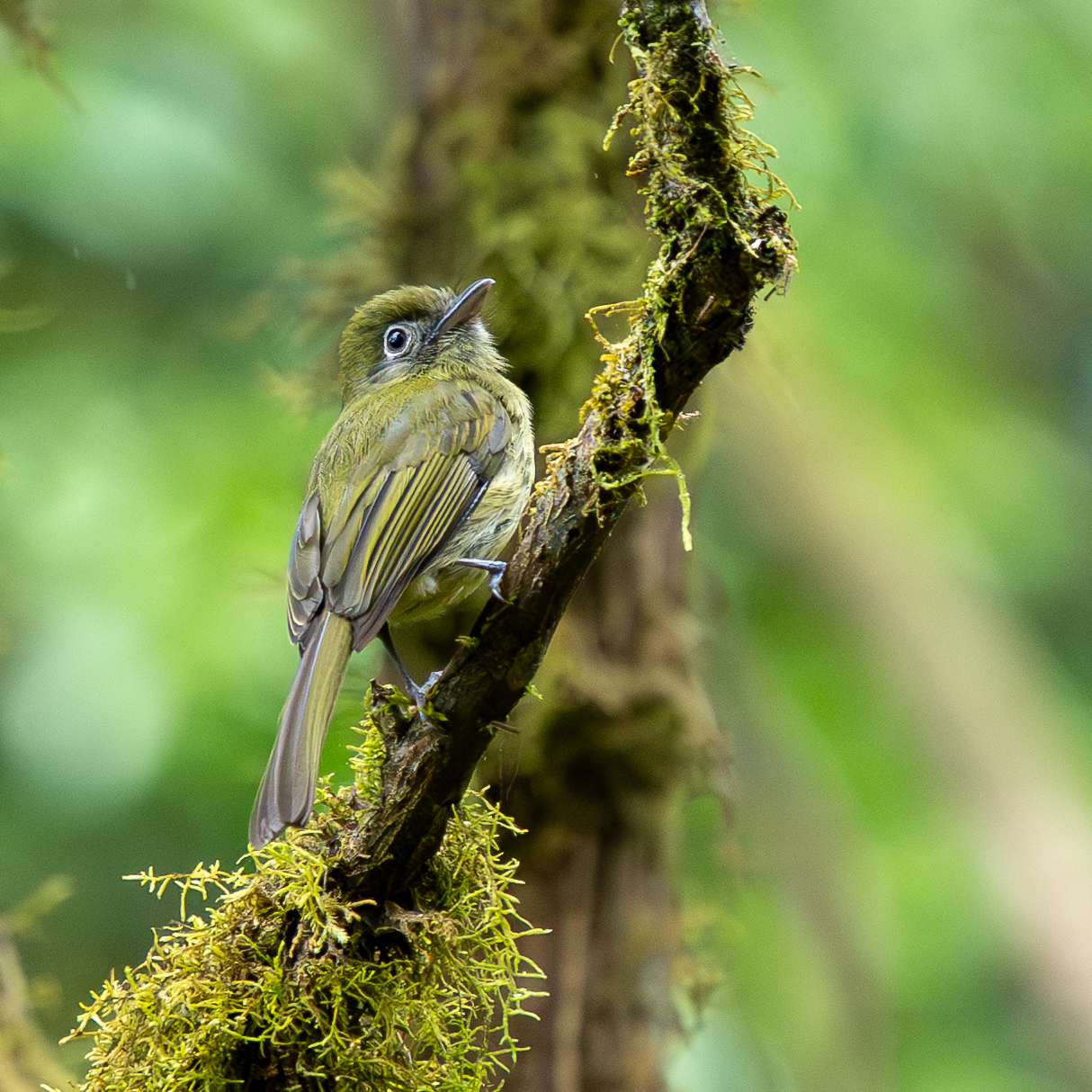 Eye-ringed Flatbill (Rhynchocyclus brevirostris), photo 3