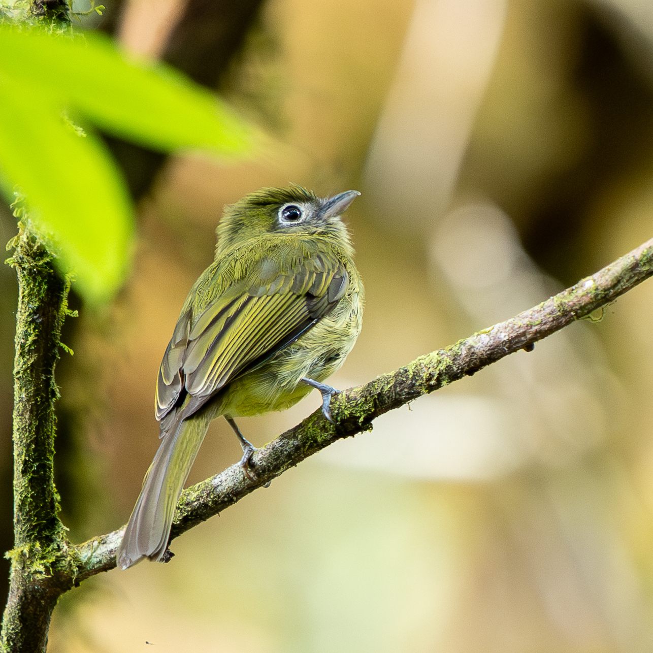 Eye-ringed Flatbill (Rhynchocyclus brevirostris), photo 4
