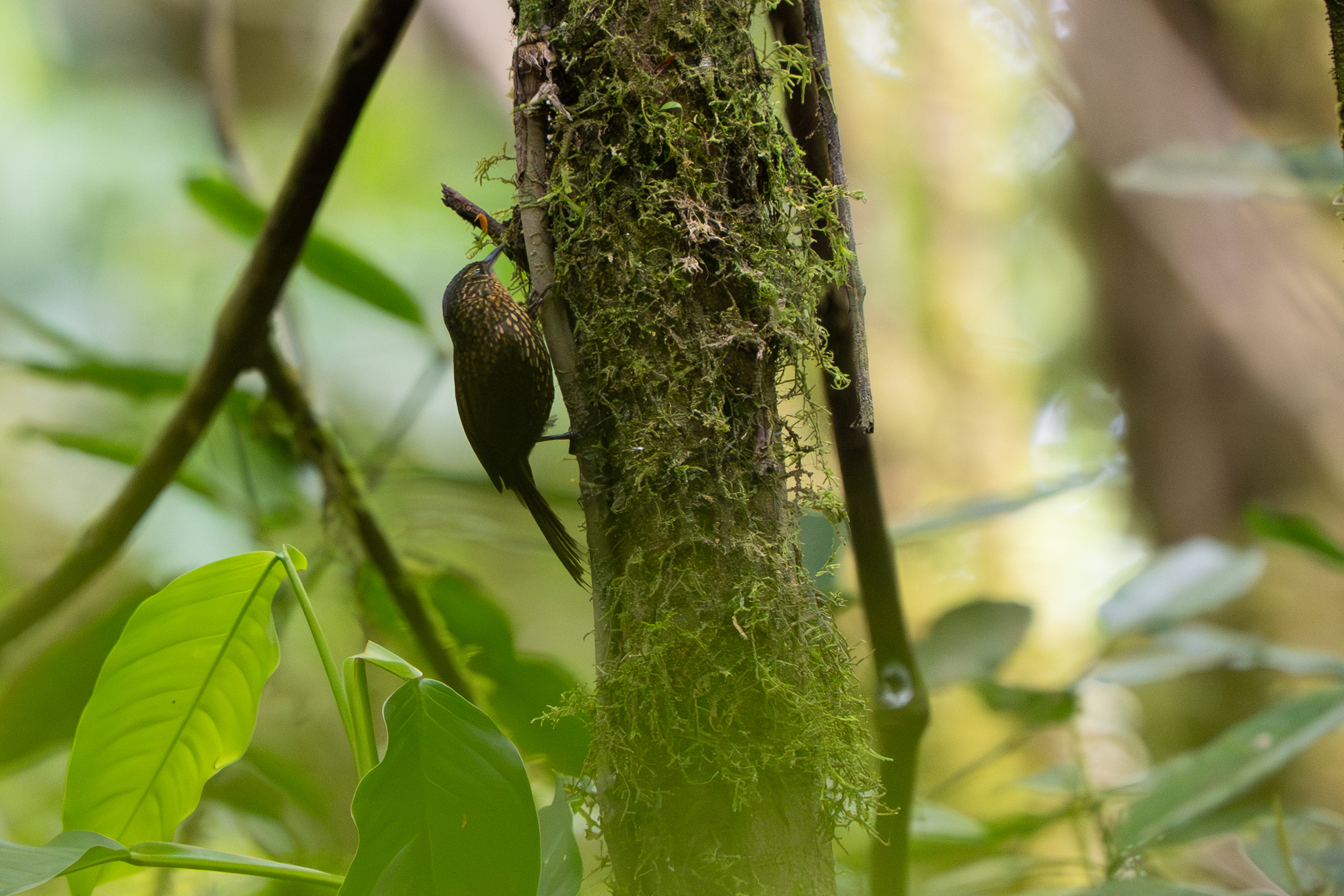 Spotted Barbtail (Premnoplex brunnescens), photo 2