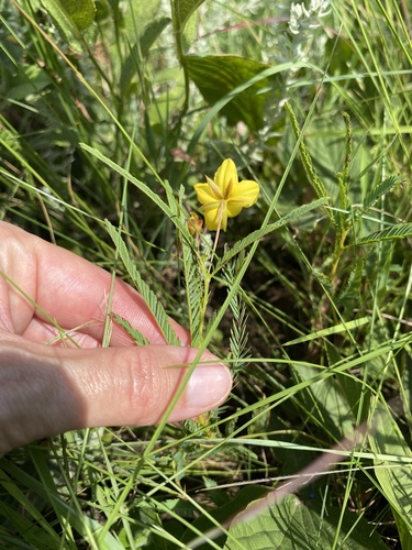 Fishbone cassia (Chamaecrista mimosoides)