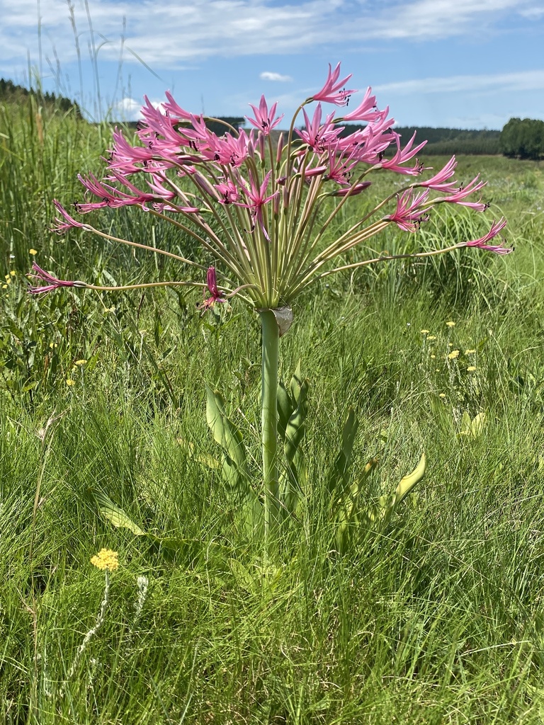 Brunsvigia grandiflora, P61, Harding, KwaZulu-Natal, ZA