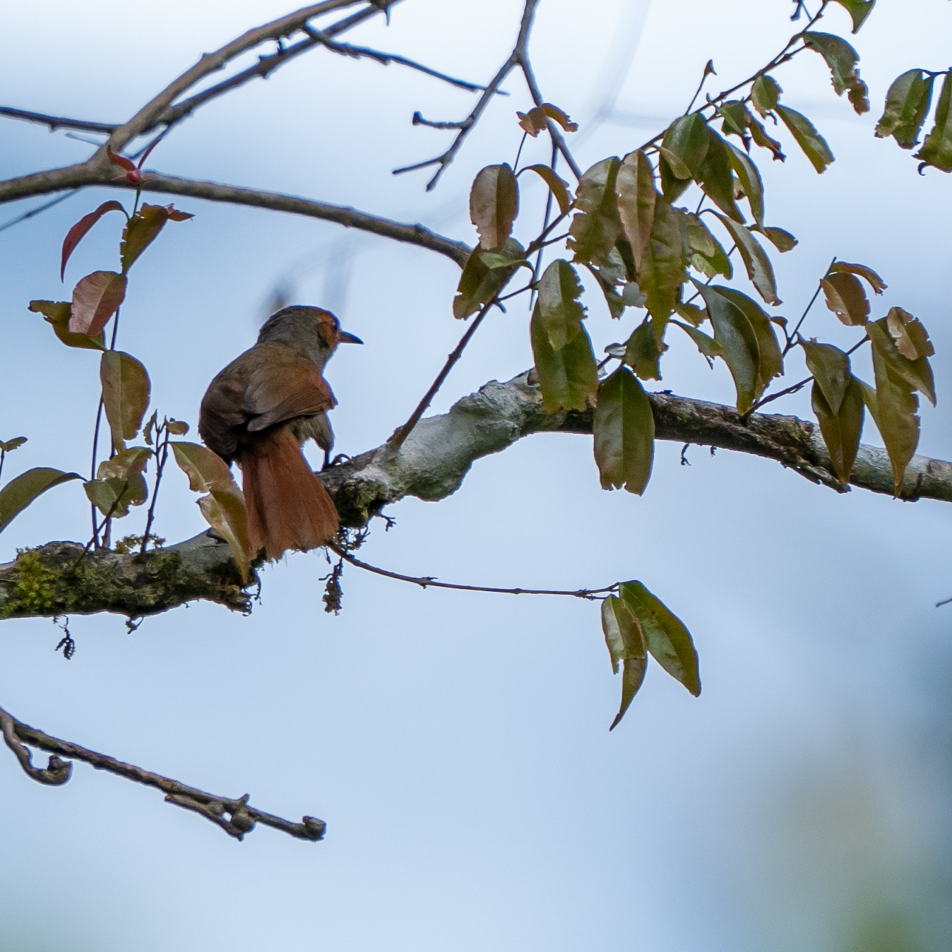 Red-faced Spinetail (Cranioleuca erythrops), photo 6