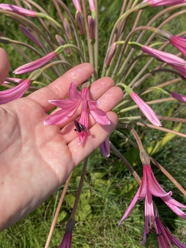 Brunsvigia grandiflora