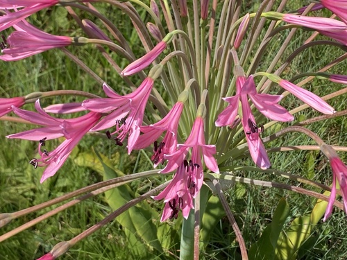 Brunsvigia grandiflora