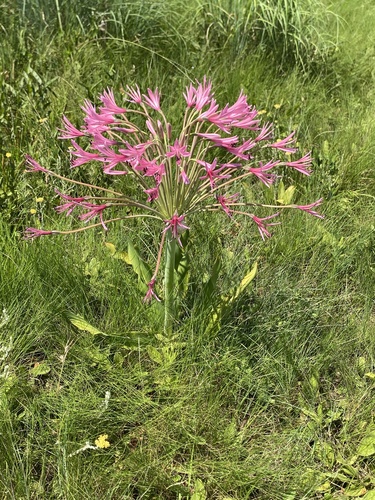 Brunsvigia grandiflora