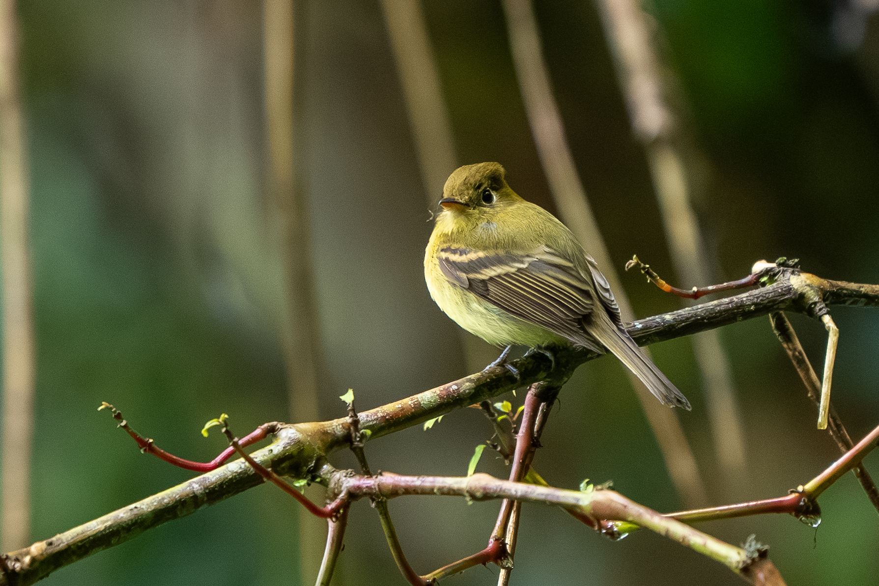 Yellowish Flycatcher (Empidonax flavescens), photo 2