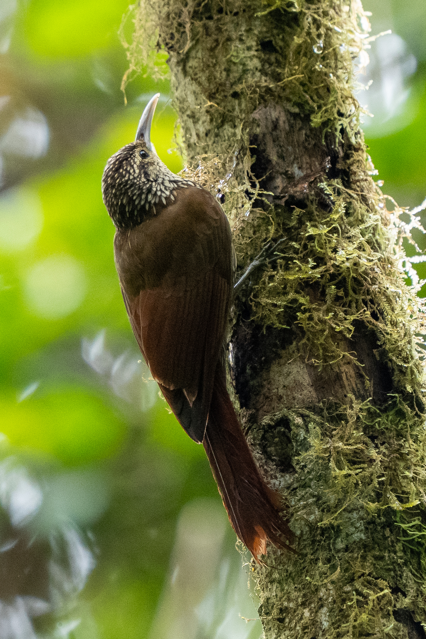 Spot-crowned Woodcreeper (Lepidocolaptes affinis), photo 1