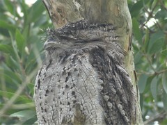 Tawny Frogmouth photo 6
