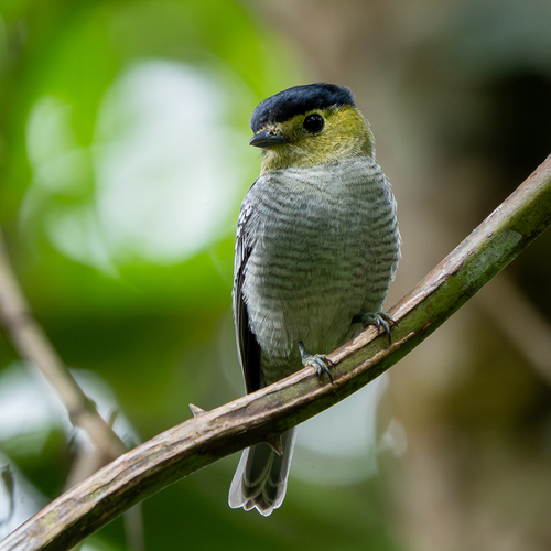Barred Becard (Pachyramphus versicolor)