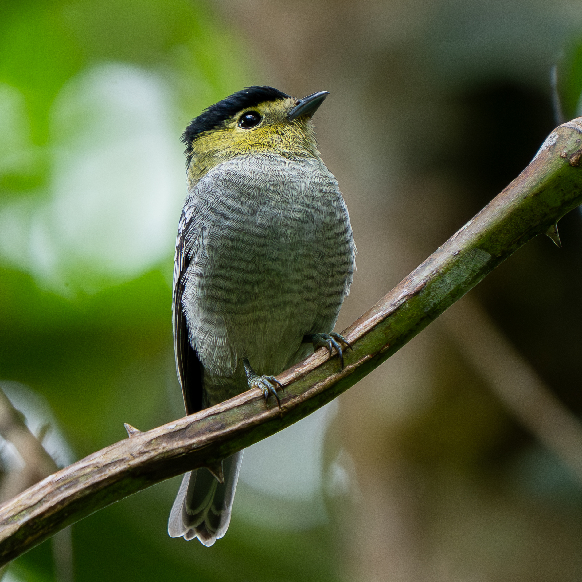 Barred Becard (Pachyramphus versicolor), photo 2