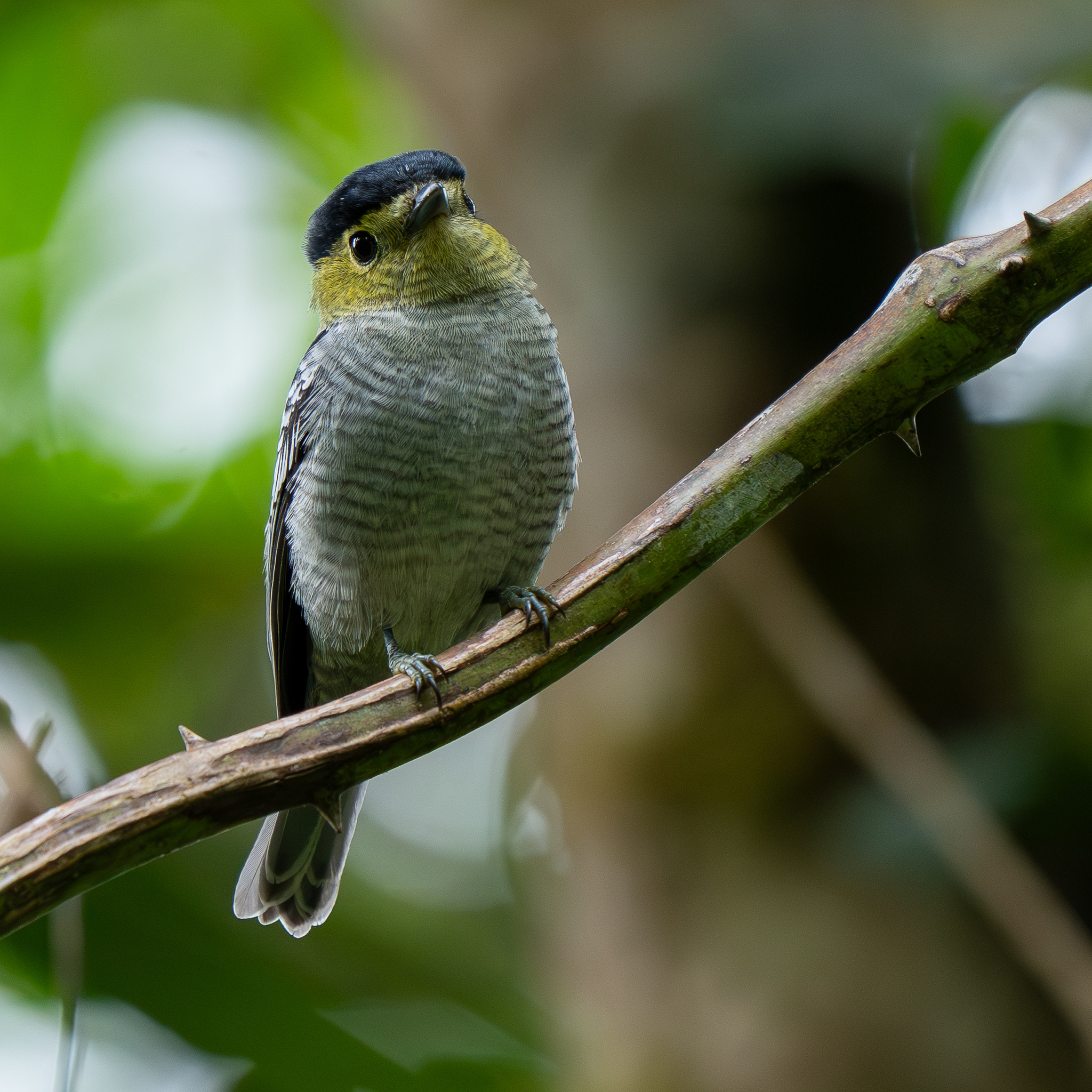 Barred Becard (Pachyramphus versicolor), photo 4