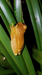 Dendropsophus bifurcus
