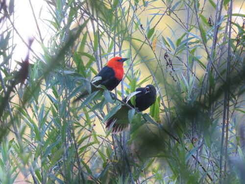 Scarlet-headed Blackbird (Amblyramphus holosericeus), photo 4