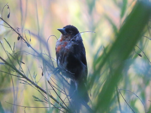 Scarlet-headed Blackbird (Amblyramphus holosericeus), photo 3