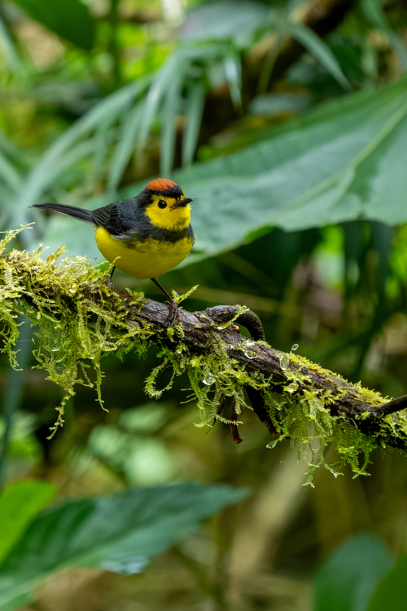Collared Whitestart (Myioborus torquatus), photo 2