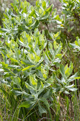 Senecio halimifolius