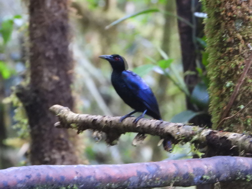 Glossy-mantled Manucode (Manucodia ater), photo 10